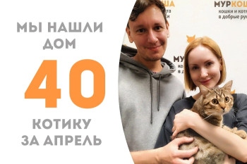 Котик-шпротик Левон снова домашний и потребовалось ему на это всего полтора месяца!