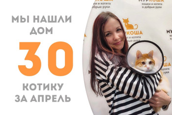 Молодой котик Лион встретил свою судьбу и стал домашним!