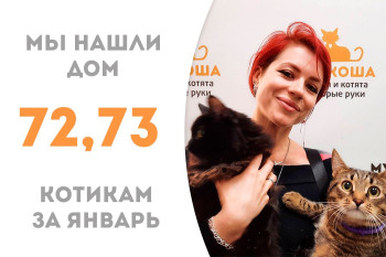 Котики-друзья Листик и Дрипс отправляются жить в одну семью!