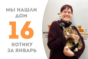 Девятимесячный котёнок Лорн в Рождество встретился с любящей хозяйкой и уехал домой!