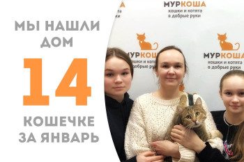 Двухлетняя кошечка Мадика стала домашней любимицей!