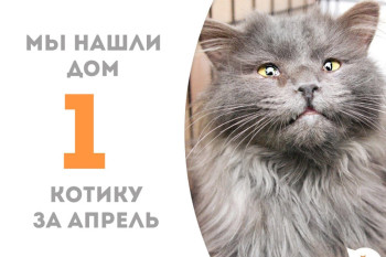 Два месяца понадобилось двухлетнему котику Максвелу, чтобы вновь обрести дом и семью с названым братиком Ониксом, нашим выпускником!