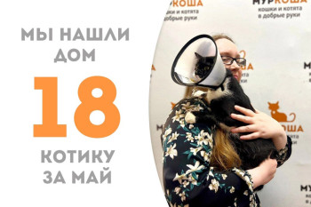 Котик Матрикс обрёл домашнее счастье!