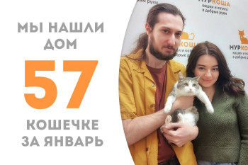 Четырёхлетняя кошечка Микроша встретила своих людей пробыв два месяца в приюте!