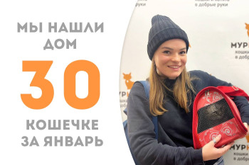 Годовалая кошечка Мияко покинула приют в надёжных руках обретённой хозяйки!