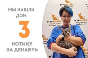 Пробыв в приюте 2 месяца Модильяни становится домашним!