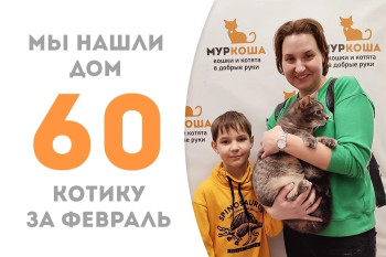 Котик Муфаса нашёл дом!