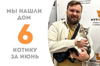 Котик Ноткин стал домашним любимцем!