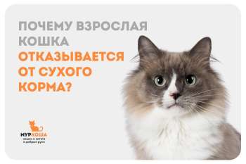 Причины отказа взрослой кошки от сухого корма