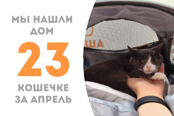 Кошечка Пандорика отправилась навстречу домашнему счастью!