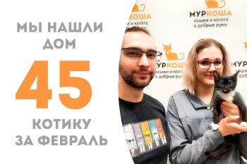 У озорного котика Переполоха появились дом и семья!