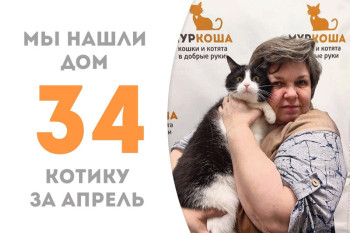 Черно-белый Пингвин снова домашний, он отправляется в семью одновременно с нашим выпускником котиком Штормом!