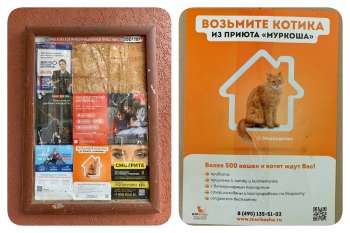 Несём добро и котиков в мир