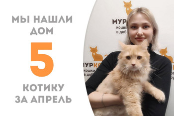 Трехлетний котик Плут стал снова домашним!