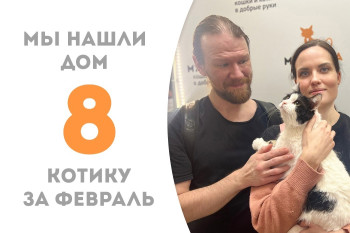 Пятилетний кот Пухлячок отправился в новую домашнюю жизнь!