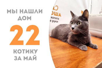 Котик Рапидо нашёл свой новый дом за три недели!