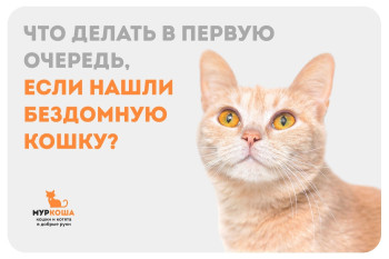 Простые действия по помощи бездомной кошке