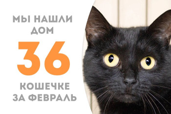 Кошечка Россини начинает домашнюю жизнь!