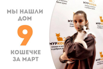 Кошечка Румяна начинает свою домашнюю историю!