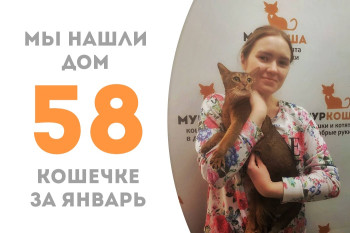 Трёхлетняя кошечка Саффи очаровала свою будущую хозяйку и уехала домой!