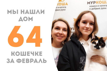 Замечательная трехцветная кошечка Сарочка одиннадцати месяцев уехала домой!