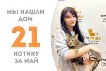 Кот Симпус снова стал домашним!