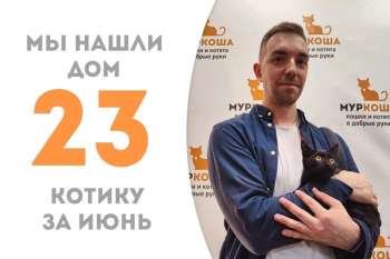 Котёнок Смычок стал домашним всего за одну неделю!