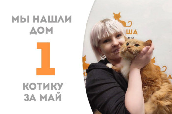 Котик Солнцеус стал домашним всего за месяц!