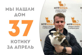 Четырехлетний котик Стэн стал домашним!
