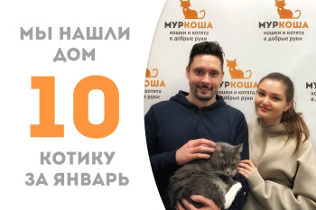 Годовалый котик Светлячок стал домашним мурлыкой!