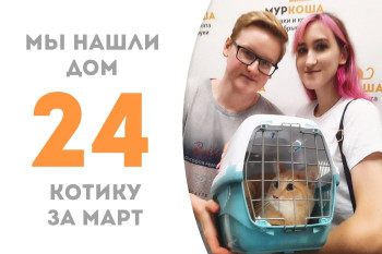 Трехлетний котик Такеши нашёл семью!