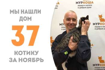 Милый Теба становится домашним!