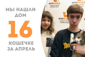 Годовалая Триада нашла себе семью и отправилась домой!