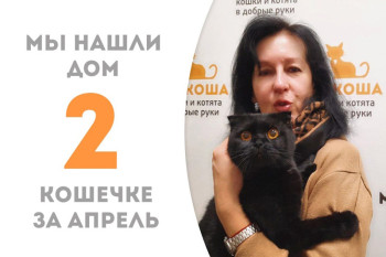 Всего один месяц понадобился полуторагодовалой Туме, чтобы стать домашней!
