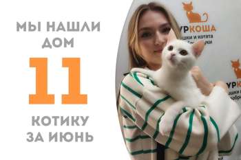 Котёнок Твик стал домашним любимцем всего за месяц!