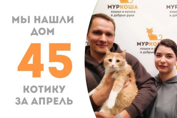 Кот Укропыч уехал домой спустя две недели!
