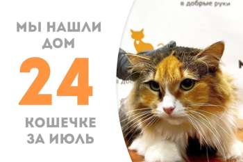 Кошечка Вафля обрела домашнее счастье!
