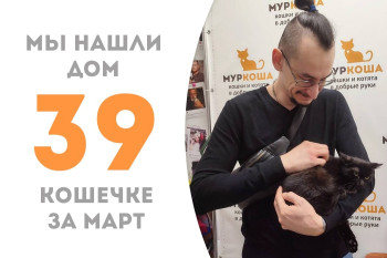 Девятимесячной кошечке Венси понадобилось меньше двух месяцев, чтобы стать домашней!