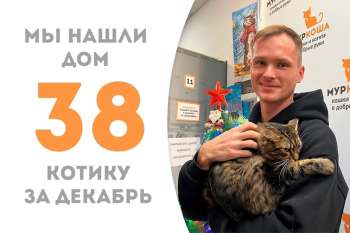 Амиго будет встречать Новый год дома, где его уже ждет наш выпускник Котофей!