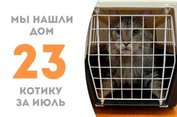 Арчибальд нашел семью меньше чем за три месяца!