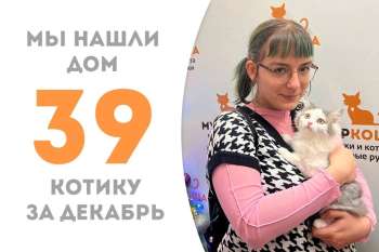 Чуть более месяца понадобилось прекрасному Авантюрину, чтобы выбрать себе добрую хозяйку!