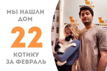 Айко становится домашним!