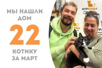 Котик Бамбино отправляется домой!
