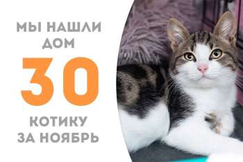 Весёлый Барсучок нашел свою семью всего за месяц нахождения в приюте!