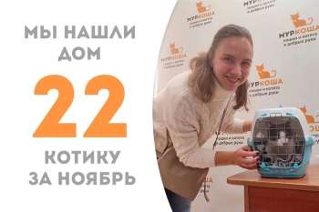 Котёнок Берлиоз встретил свою хозяйку!