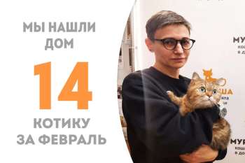 Пышнощёкий Джиллис уехал домой!