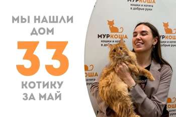 Чуть больше трех месяцев понадобилось Флирту, чтобы уехать в семью, где его ждёт наш выпускник Каору!