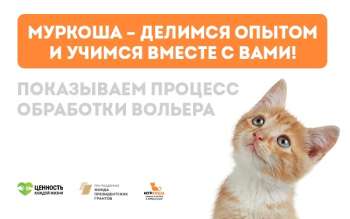 Обработка вольера. Муркоша – делимся опытом и учимся вместе с вами!