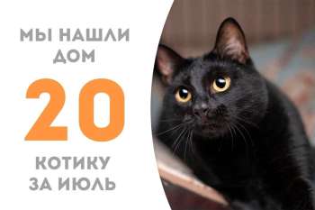 Имбирь нашёл свою семью!