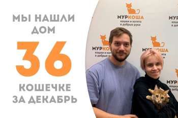 Всего лишь за два месяца Импала снова обрела дом!